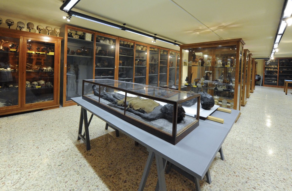 Museo di Anatomia Umana "Filippo Civinini"